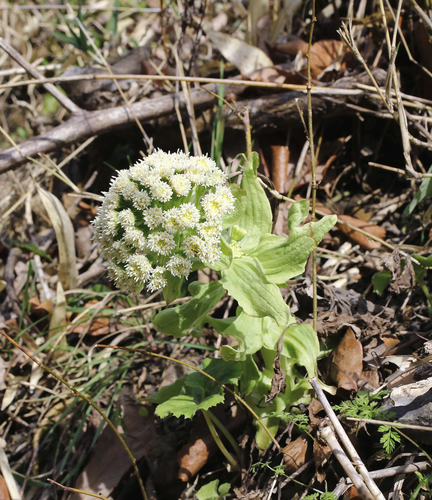 Petasites japonicus iNat (3)