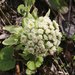 Giant Butterbur - Photo (c) 空猫 T. N, some rights reserved (CC BY-NC), uploaded by 空猫 T. N