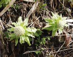 Petasites japonicus