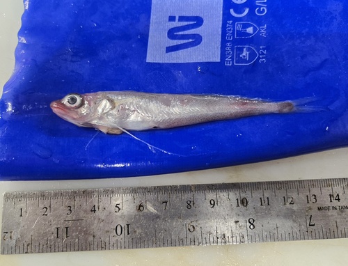 Longfin hake (Phycis chesteri) — Phycidae
