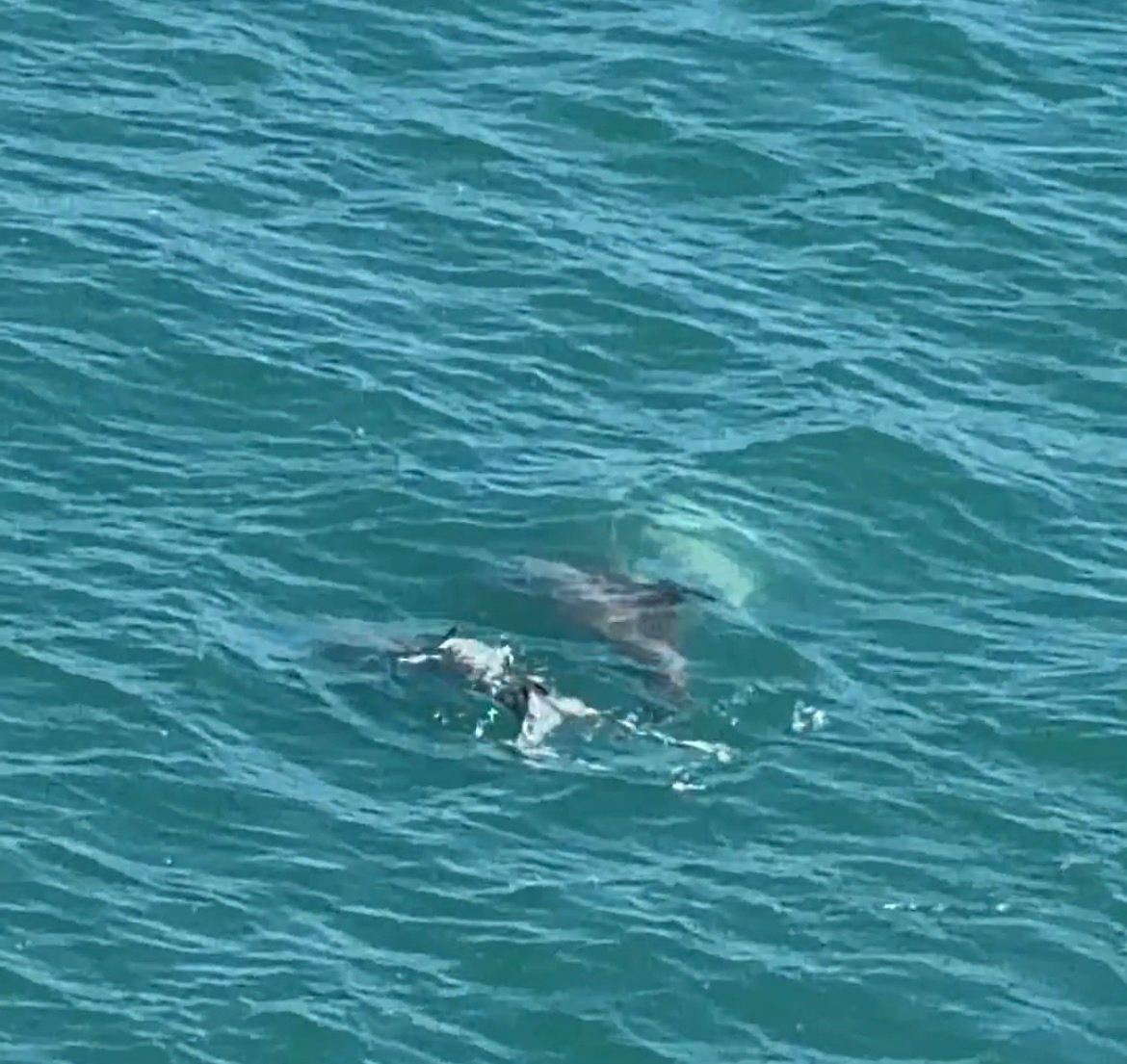 Tursiops erebennus