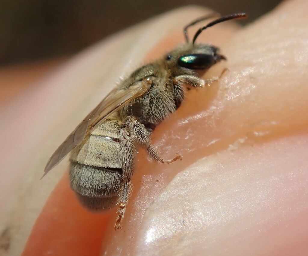 Halictus vestitus