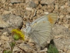 Colotis liagore