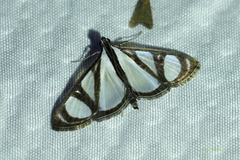 Glyphodes extorris