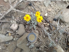 Thymophylla micropoides