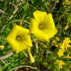 Oxalis pes-caprae
