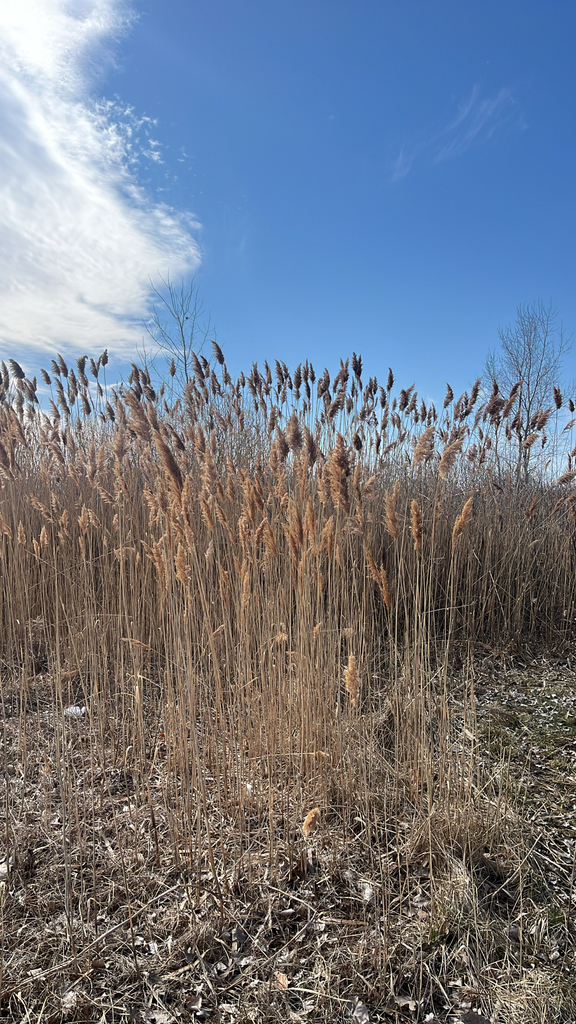 common reed from Leamington, ON, CA on March 20, 2026 at 03:32 PM by ...