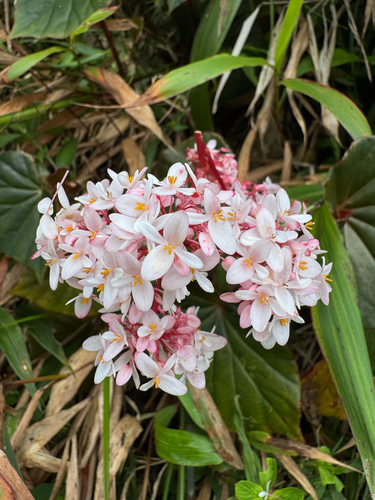 Mountain Manna (Begonia obliqua)