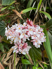 (c) Matteo Bellucci, some rights reserved (CC BY) Begonia obliqua, photograph (c) Matteo Bellucci, some rights reserved (CC BY)