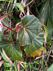 Begonia obliqua, photograph (c) Matteo Bellucci, some rights reserved (CC BY)