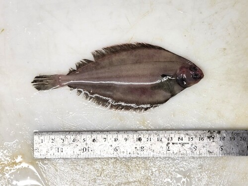 Craig fluke (Glyptocephalus cynoglossus) — Pleuronectidae