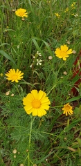 Glebionis coronaria