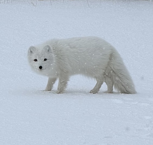 Arctic Fox observed by mbarger