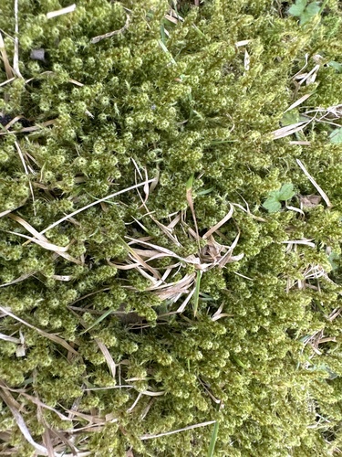 Scarce Turf-moss (Rhytidiadelphus subpinnatus)