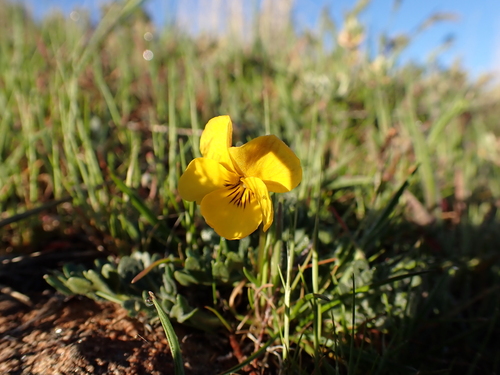Viola douglasii, photograph 5