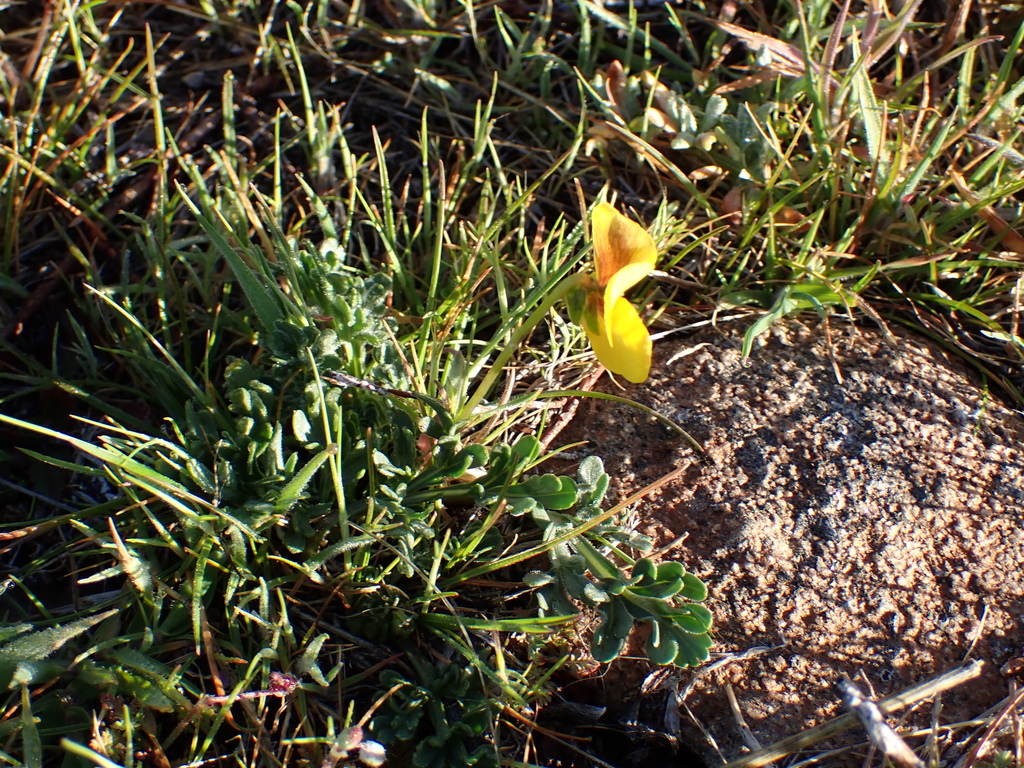 Viola douglasii; photograph (c) Neal Kelso, some rights reserved (CC BY)