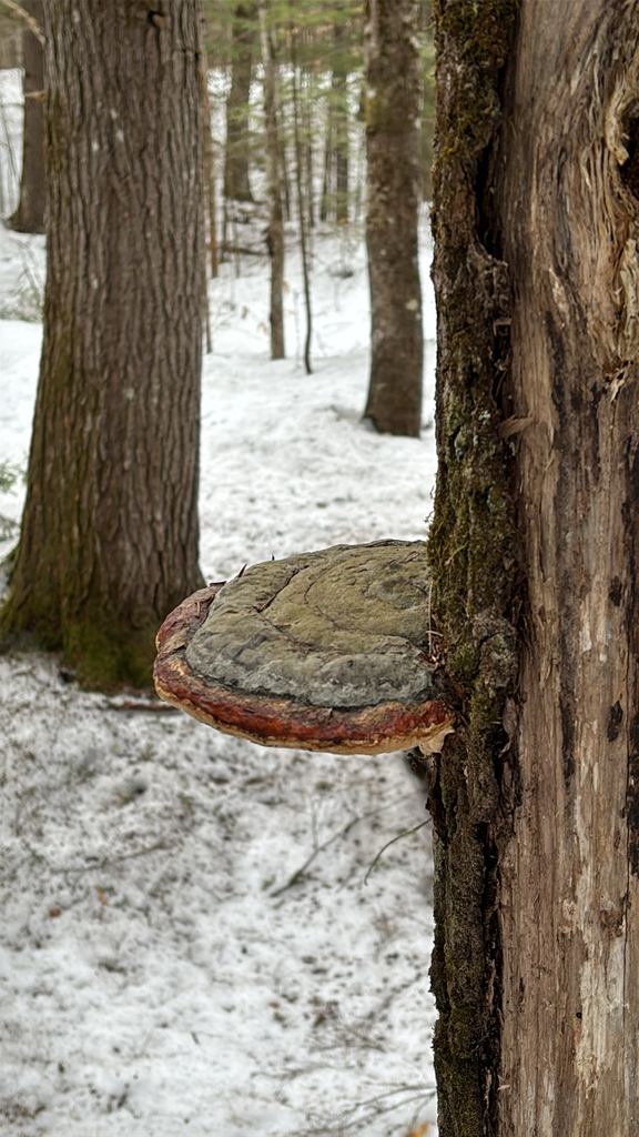 Fomitopsis mounceae · March 2026 · photo: © sjcourchesne (iNaturalist, cc-by)