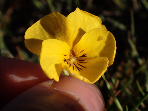 Viola douglasii, photograph 6