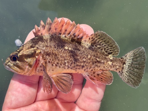Grass rockfish (Sebastes rastrelliger) — Sebastidae