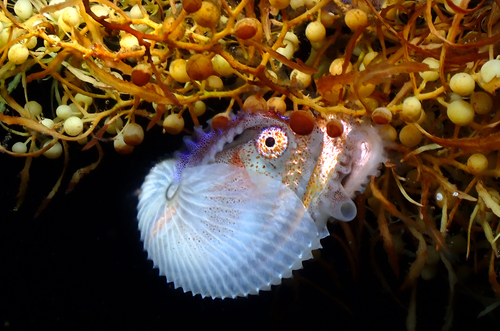 Greater Argonaut