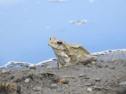 Grey Foam-nest Tree Frog