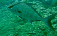 Seriola rivoliana