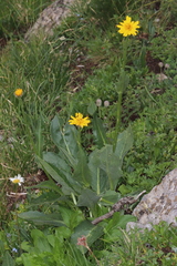 Crepis pontana