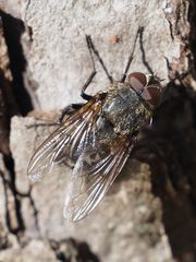 Pollenia angustigena