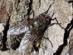 Pollenia angustigena