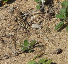 Acanthodactylus schreiberi