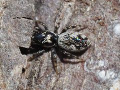 Salticus zebraneus
