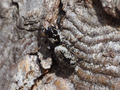Salticus zebraneus
