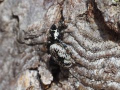 Salticus zebraneus