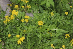 Sisymbrium austriacum