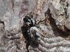 Salticus zebraneus