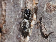 Salticus zebraneus