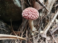 Boletellus deceptivus