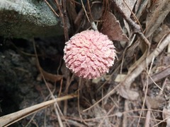 Boletellus deceptivus