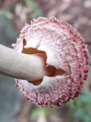 Boletellus deceptivus