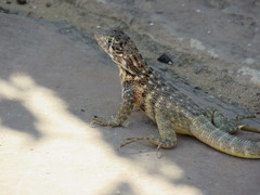 Leiocephalus carinatus