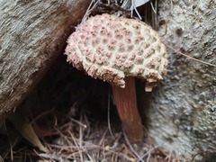 Boletellus deceptivus