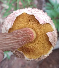 Boletellus deceptivus