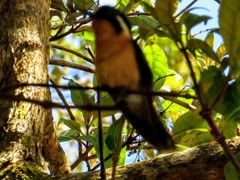 Lampornis
