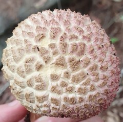 Boletellus deceptivus