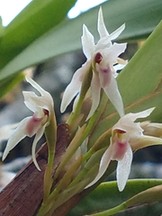 Maxillaria densa