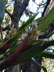 Maxillaria densa