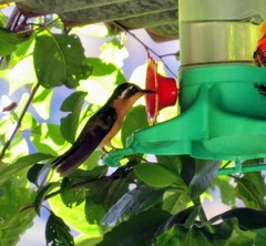 Lampornis