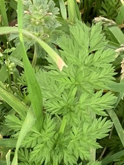 Torilis nodosa