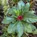 Lobelia conglobata 2
