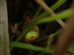 Lamprohiza mulsantii